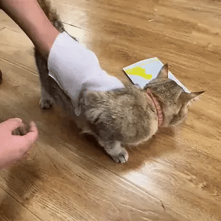 BigotitosLimp: Guantes Desechables para Higiene de Mascotas
