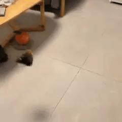 AsaViva! | Pájaro Interactivo para Gatos - Diversión y Bienestar Bigotitos