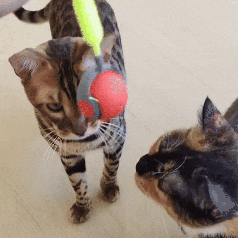 BigotitosTwist — La Solución Definitiva Contra el Aburrimiento y la Tristeza Oculta de Tu Gato