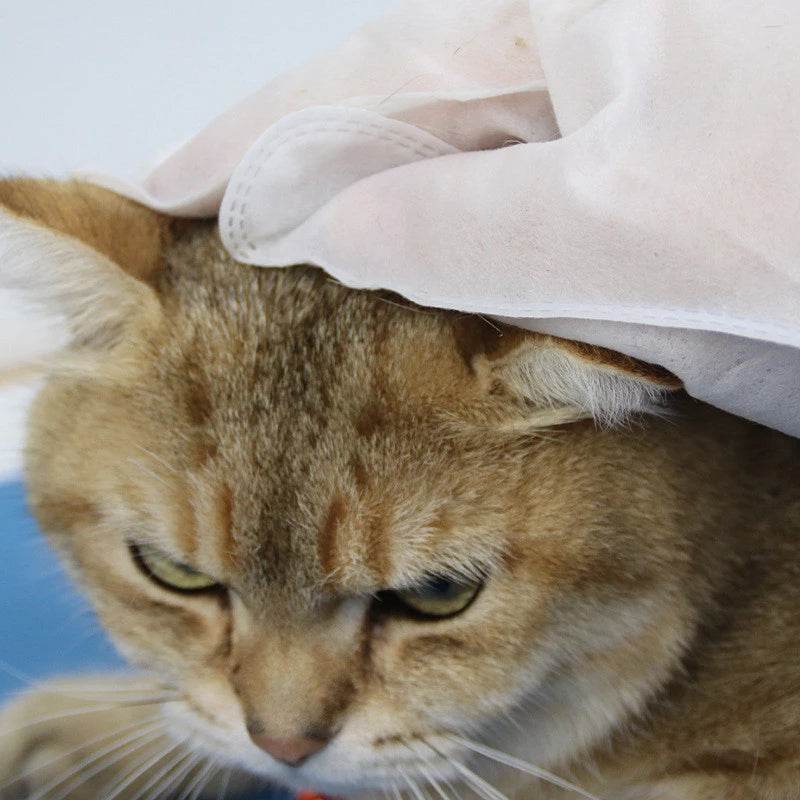BigotitosLimp: Guantes Desechables para Higiene de Mascotas